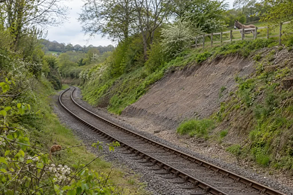 A small dormouse and a grey donkey overlook a restored rural railway cutting in spring.